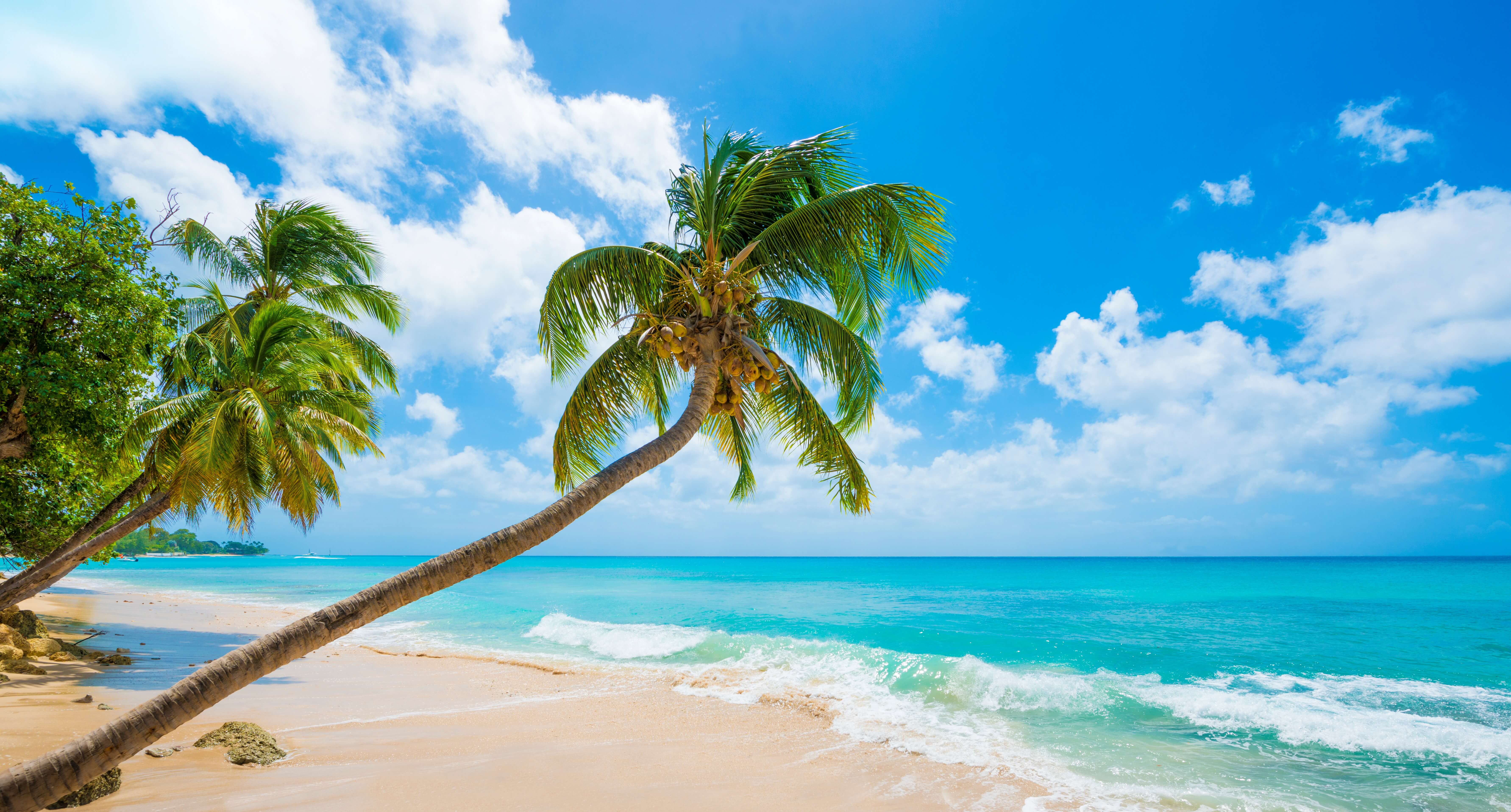 palm trees next to the beach